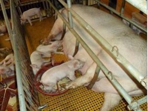 养殖专用格栅 (3)